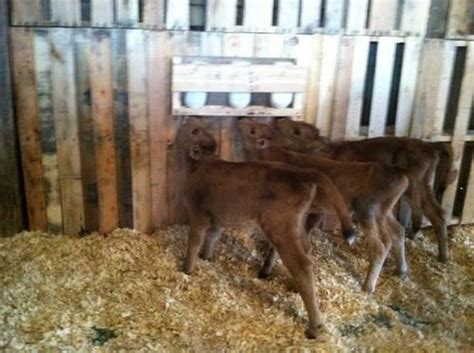 Bottle calves for sale in missouri. Things To Know About Bottle calves for sale in missouri. 